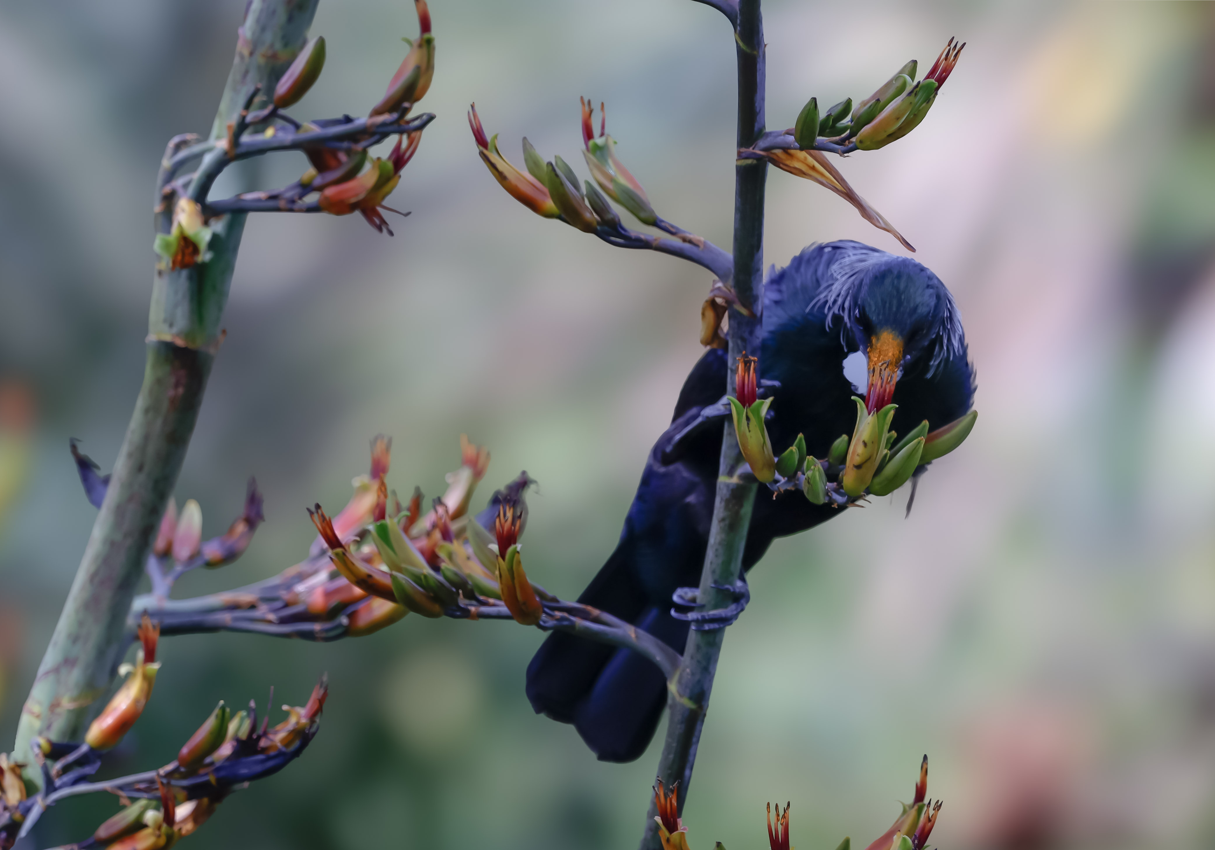 Tui in the garden