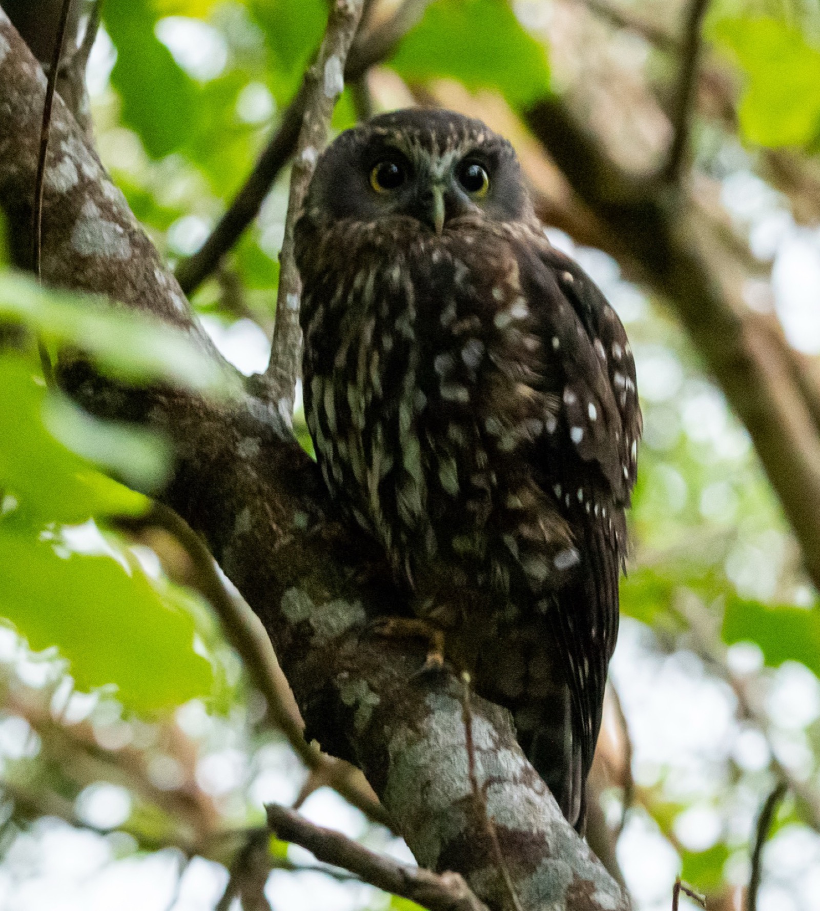 Ruru (morepork) perched in a tree