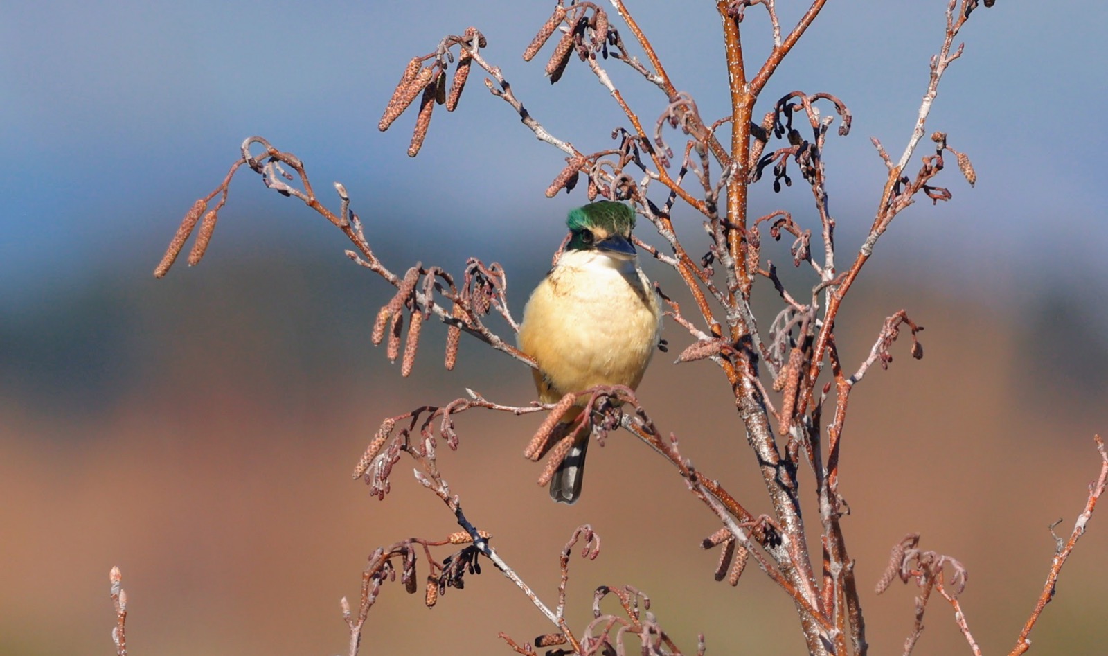 Kingfisher on a branch