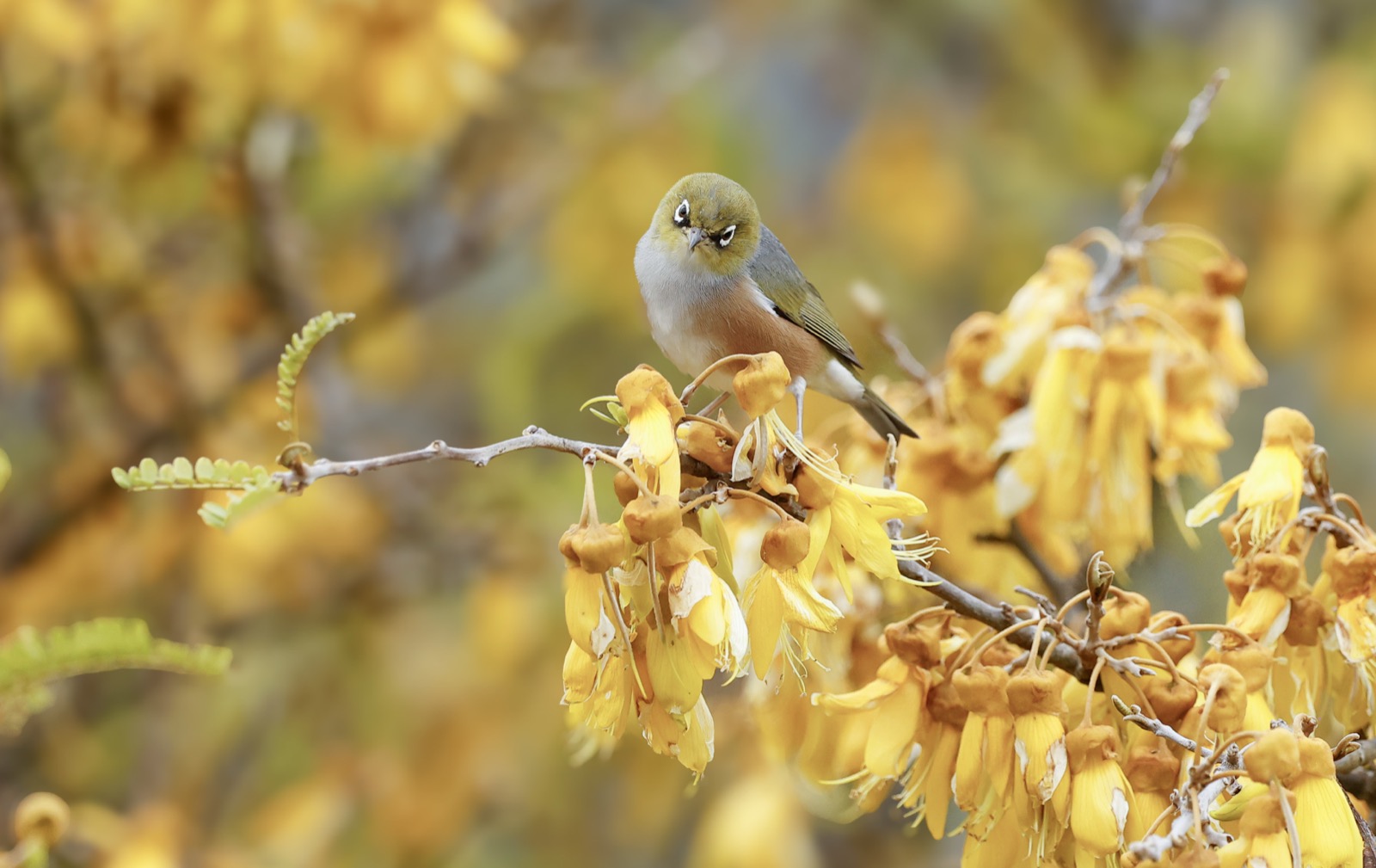 Silvereye on the kowhai tree