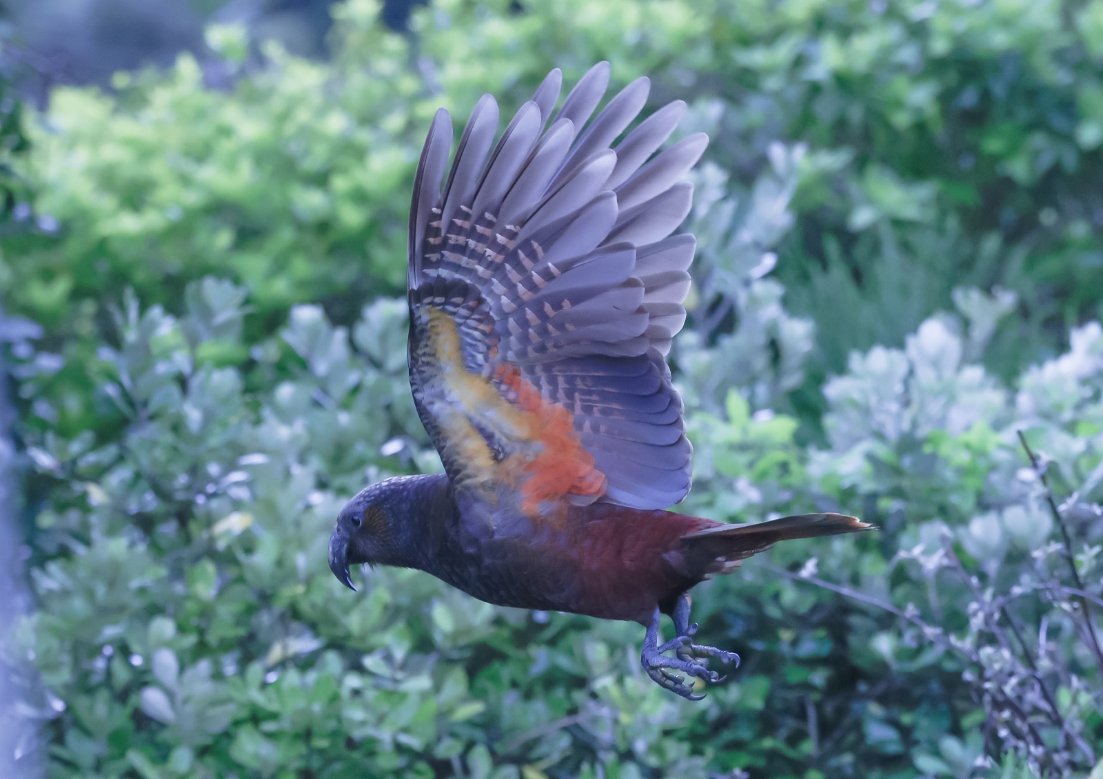 Kaka in flight