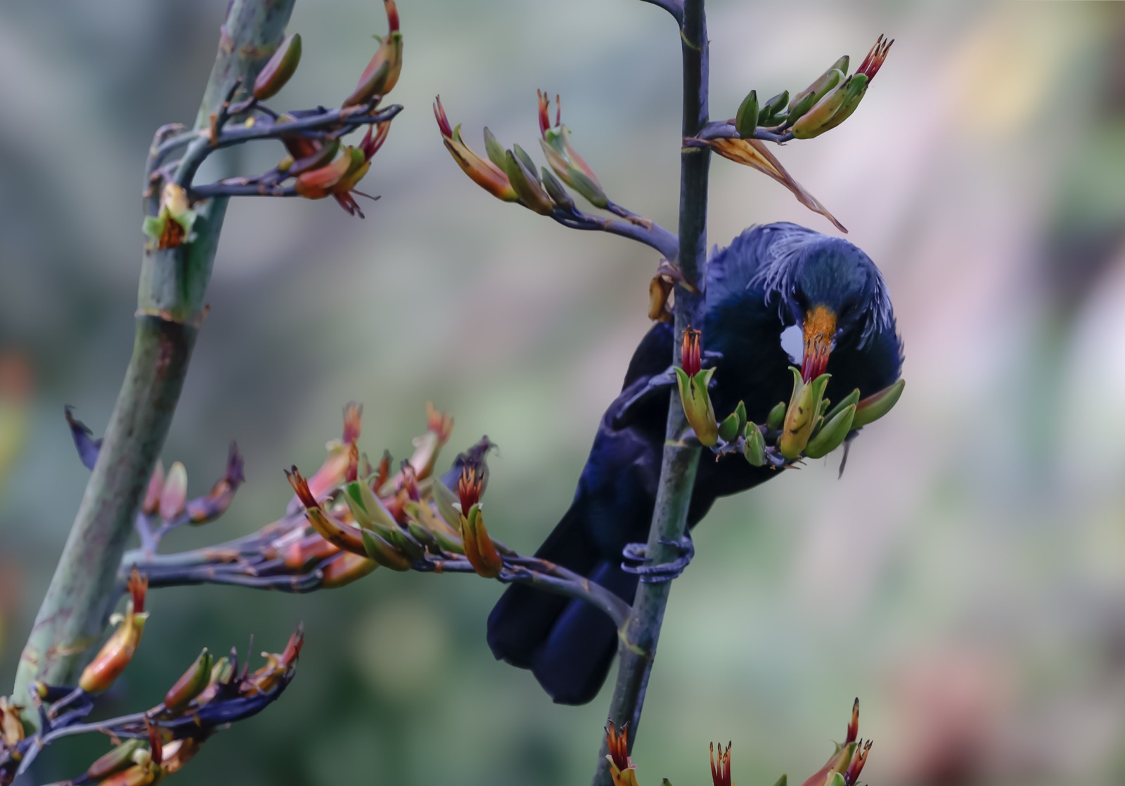 Tui in the garden