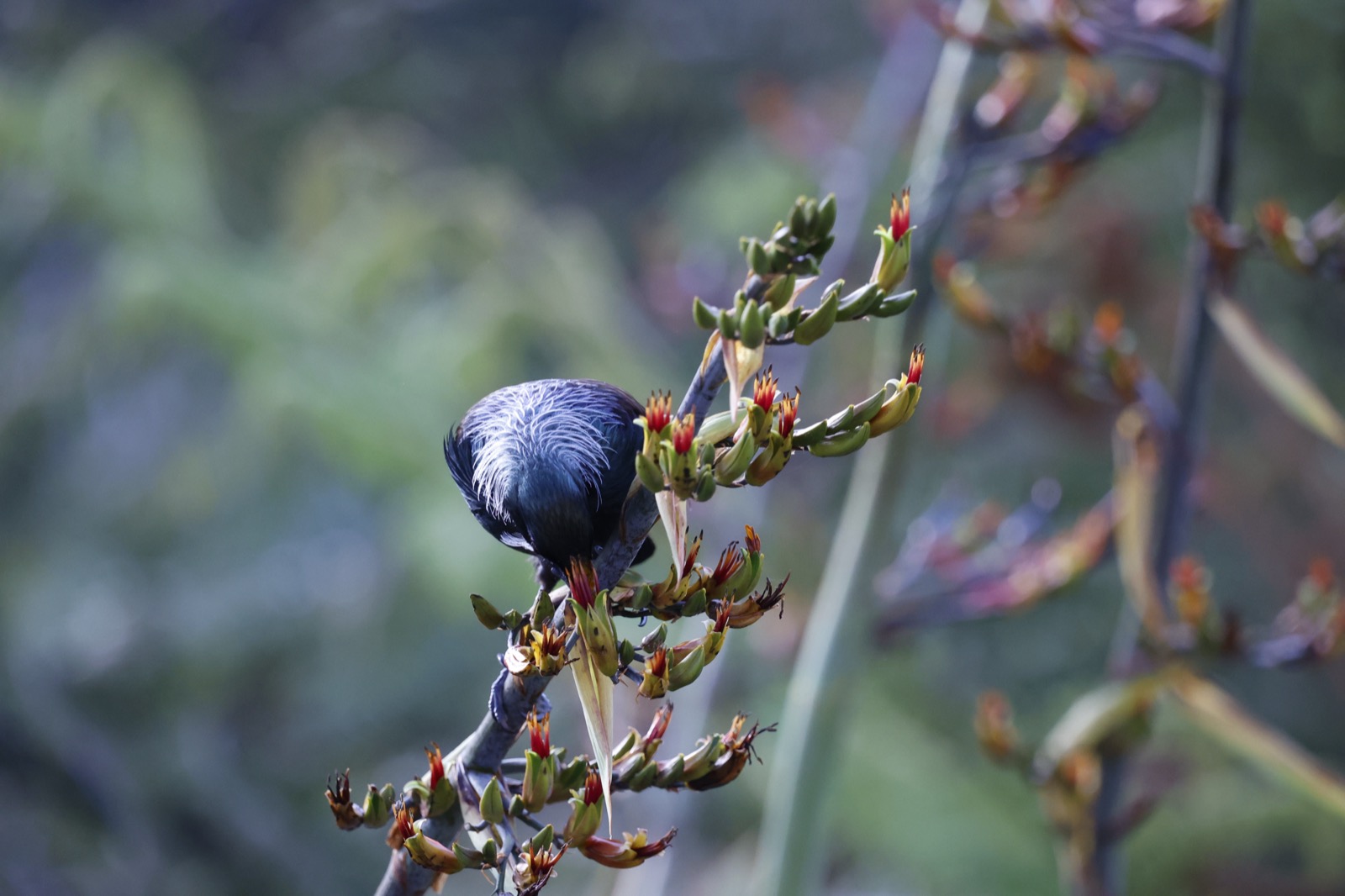 Wellington bush and trails