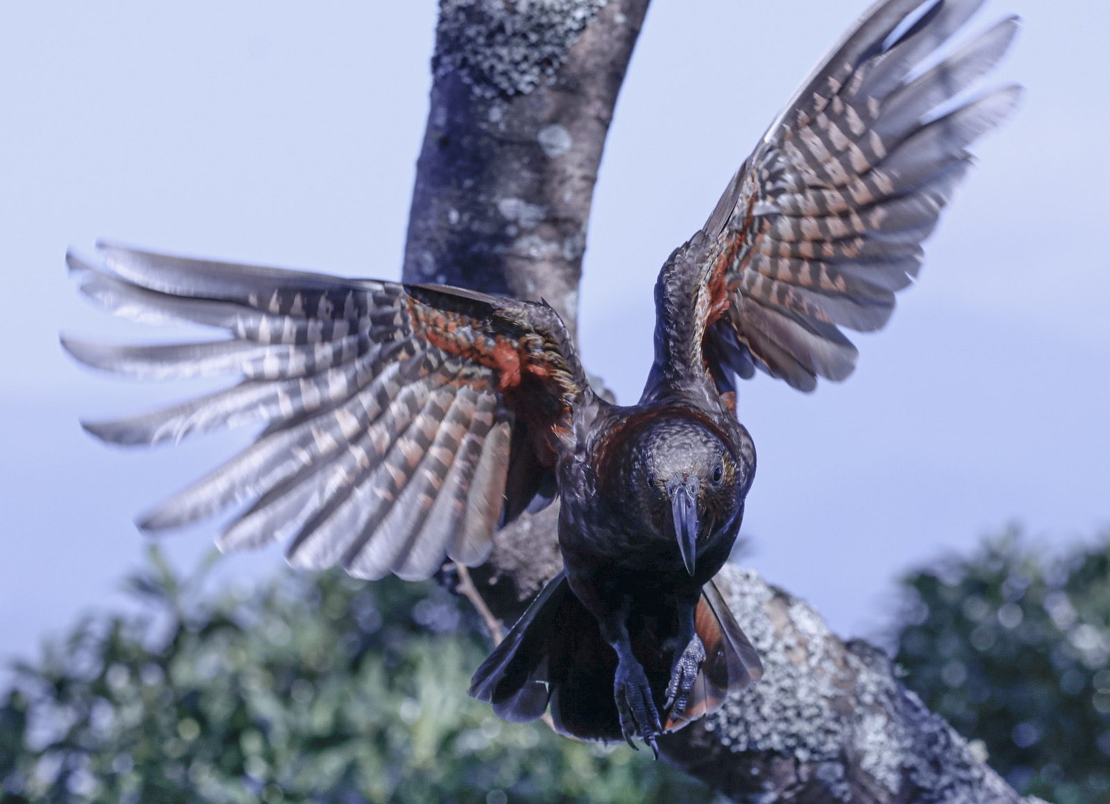 Kaka in flight, Birds of Ariki