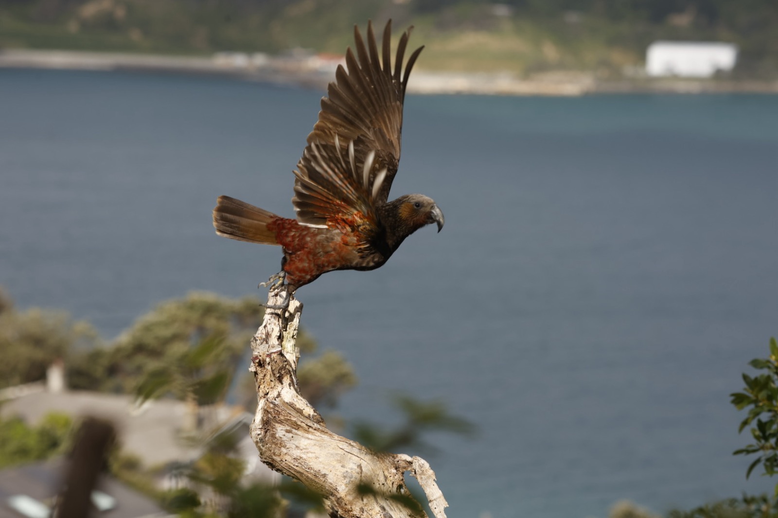 Kaka taking flight over the harbour