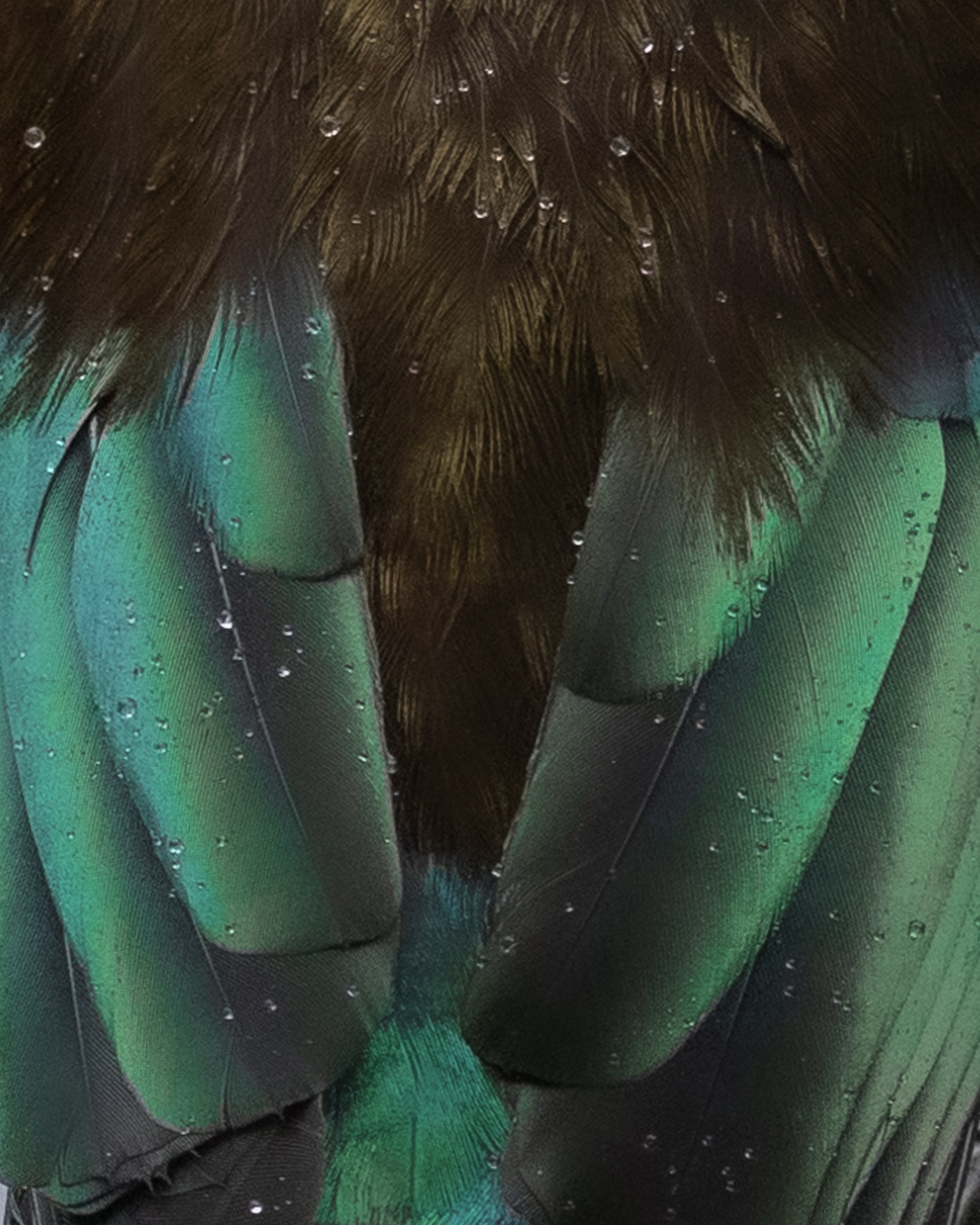 Kereru feather detail